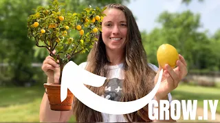 How to Grow Lemon Trees from Grocery Store Lemons! 🍋 Step by Step | The EASY WAY | Grow it Yourself