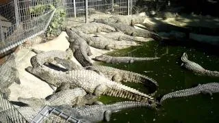 Крокодиловый парк в Торремолиносе (Испания)