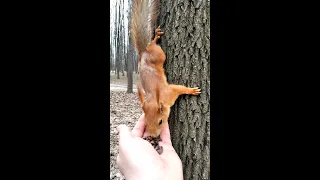 Кормлю Ушастика и неопознанную рыжую белку / Feeding two squirrels