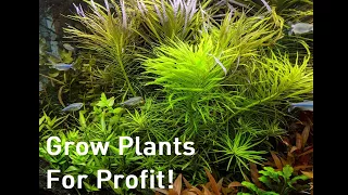 Growing Plants for Profit - An Alternative to Breeding for Profit Aquariums