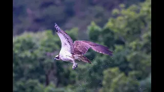 Trossachs Osprey Hide, Lots of Activity, 9th August 2023