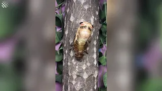 Incredible time-lapse footage of cicada's metamorphosis