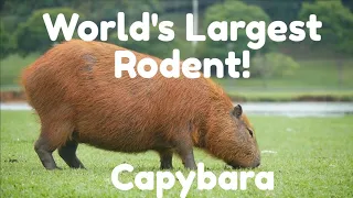 Capybara: World's Largest Rodent!