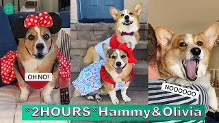 *2 HOURS* Hammy & Olivia Corgi TikTok Videos 2023 | Best Hammy and Olivia TikTok Compilation