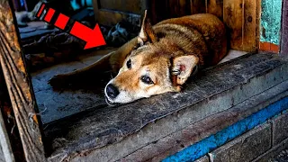 The trusting dog was tied tightly in an abandoned barn without food or water. To tears!