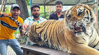 Real tiger se mil liye 🐯 Big tiger