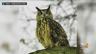 Owl Flaco still on the loose after escaping Central Park Zoo