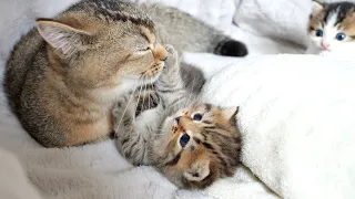 Sister cat Kiki intervenes in a fight between kittens