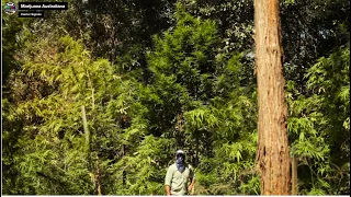 Marijuana Australiana (2016) [full documentary]