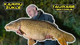 Karpių žvejyba. Tauragės tv. - 1 sektorius. (Carp Fishing @ Tauragė)