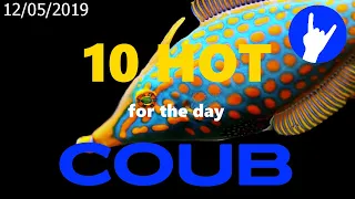 Hot Ten COUB for 12/05/2019