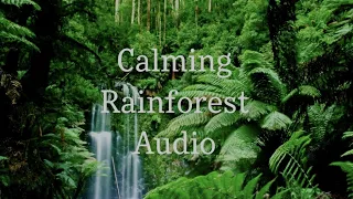 Soothing Costa Rica Rainforest Sounds