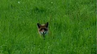 Red Fox (Vulpes vulpes) / Rotfuchs [1]