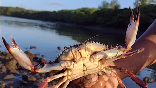 CARDUMES DE SIRI E TIRADA DE SURURU. PREPARAMOS NA HORA.