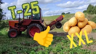Копка картофеля трактором T-25 / potato harvesting / kopanie ziemniaków /копання картоплі