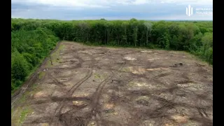 Незаконна вирубка лісу на Полтавщині