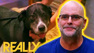 The Most Wholesome Dog Adoption Ever | Pit Bulls & Parolees