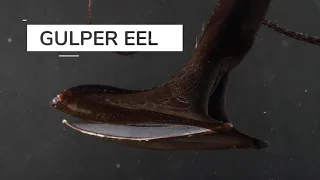 Gulper Eel is a Big Mouth
