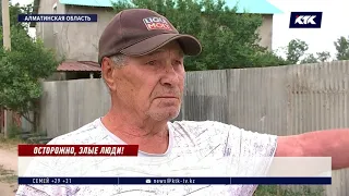 В приюте, где отравили сразу 30 собак, назвали подозреваемых - новости 23.06.2020