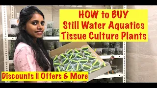 How to buy Still Water Aquatics Tissue Culture Plants? How to Buy plants online