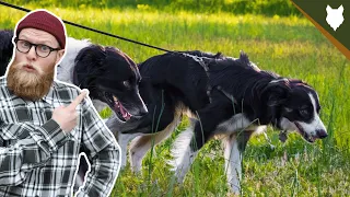 How To STOP Your BORDER COLLIE PULLING ON WALKS