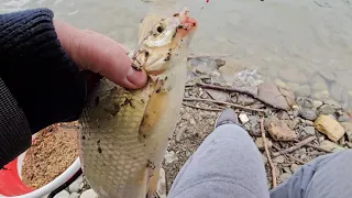 Pescuit la feeder pe lacul Izvorul Muntelui in luna martie!