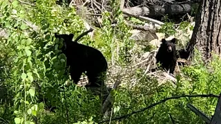 2022 British Columbia Black Bear Hunting #3