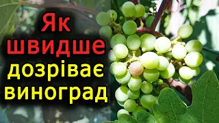 Як швидше дозріває виноград? Виноград 2018