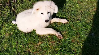 Great Pyrenees on Duty Already 😂