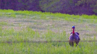 BEST Turkey Headshot SLOW MOTION HEADSHOT