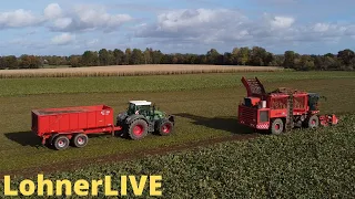 Live Rüben roden mit Holmer Terra Dos und abfahren mit Fendt 824 und Krampe Mulde