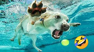 You Laugh You Lose 😁 Funniest Animals 2024 😺🐶 New Funny Cats and Dogs Videos 😹🐶 Part 10