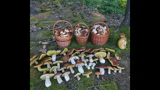 PORCINI Mushrooms, thousands of them!!! Carpathians. Just SHOCK