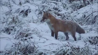 Vabljenje lisice - Nordik Mini Predator ( FOX Calling on Nordik Mini Predator )