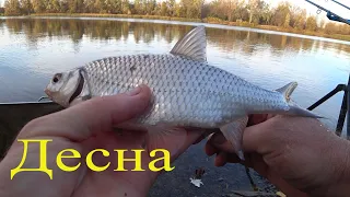 ДЕСНА. Плітка. Приїхав🚲Дядько Богдан і риболовля🎣почалась...