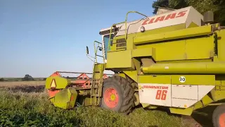 claas Dominator 86 жнива 2021