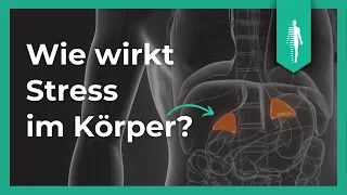 Was passiert bei Stress im Körper? | Nährstoffe | Burnout | Dr. Sabine Barz