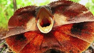 Frilled lizard display behaviour