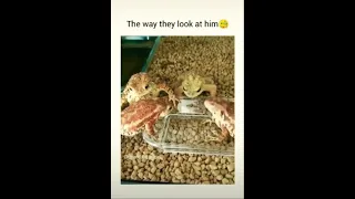 Frog reaction 😂😂😂                                   #funnyvideo #jokes #laugh #trending #memes