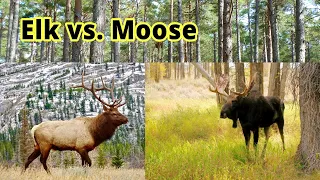Elk vs. Moose: How to Distinguish Them???