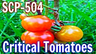 SCP-504 Critical Tomatoes | object class safe