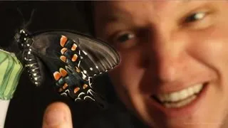 Butterfly Farming IS AMAZING - (Full Life Cycle) - Smarter Every Day 96