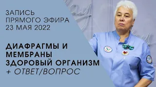 Диафрагмы и мембраны человека | Здоровый организм | Пономарева Галина Владимировна |