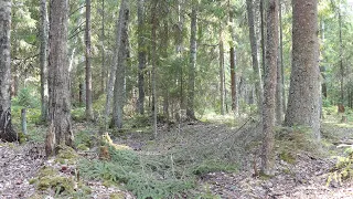 Сосновый бор Пение лесного жаворонка 4К видео Живой лес