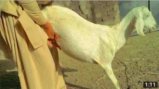 OMG|goat and boy first meeting village animal meeting