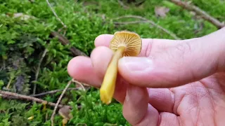 Edible fungi for beginners (Hedgehog fungi, Winter Chanterelle & Amethyst Deceiver)