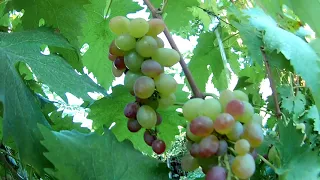 Сорт винограда Дамасская Роза (03.09.2021 г.) / Grape variety Damascus Rose (03.09.2021)