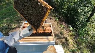 23 Nisan 2024, Ham petek nasıl kabartılır? Ballık katında takip edilmesi gereken işlemler?#bees