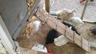 Chick and DUCKS and TURKEYs!  Baby Turkeys Leave the BROODER