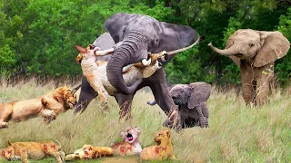 Lions Hunt Baby Elephant in Their Territory And Mother Elephant Revenge,What Will Happen Next